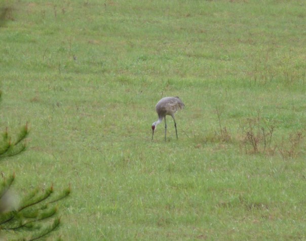 Sandhill Crane WSR