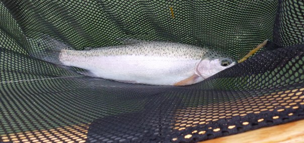 WSR Rainbow 25 oct 2014