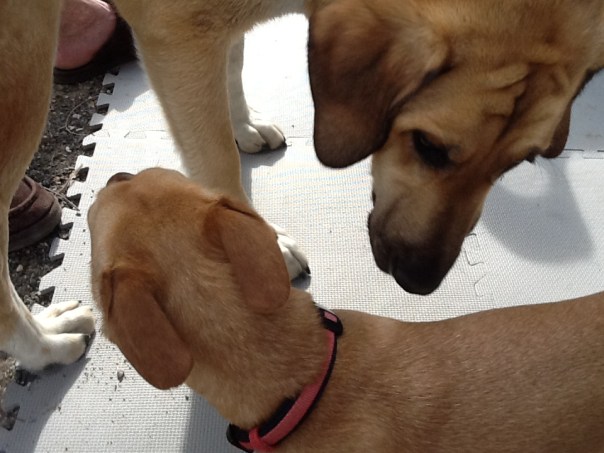 Diego and Lola frolicking @ the Ranch!